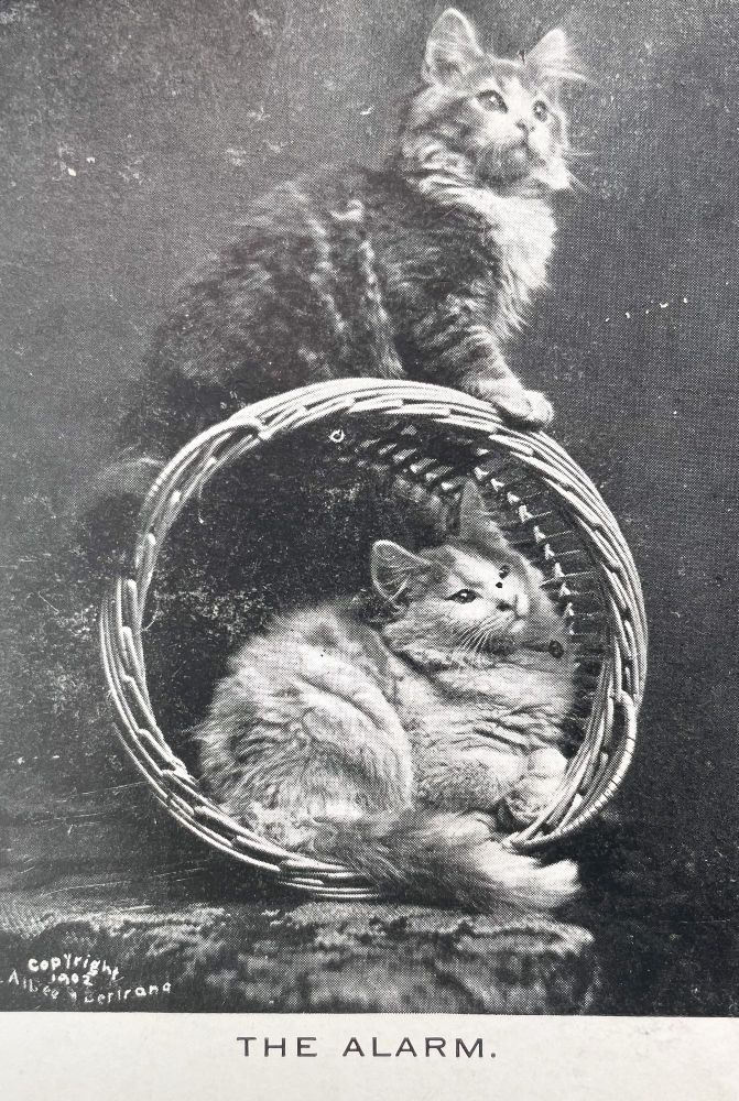 Grainy, black and white photo showing two long-haired cats. When is inside of a basket that’s turned on its side. The other is sitting on top of the basket. Text at the bottom reads “the alarm”. Very small text in the lower left corner reads copyright 1902 Albee Bertrand.