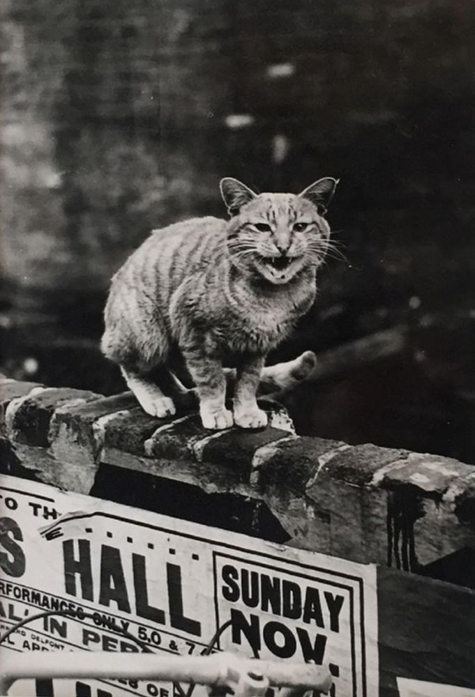 Black and white photo of a cute shorthaired tabby cat (it appears to be ginger) meowing at the camera from its perch on a brick wall plastered with advertisement posters. He looks like a confident guy who is demanding treats.