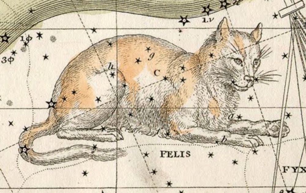 Old timey star chart illustration of a shorthaired ginger and white cat floating amongst overlapping grids and little black stars. The word "Felis" is written underneath.