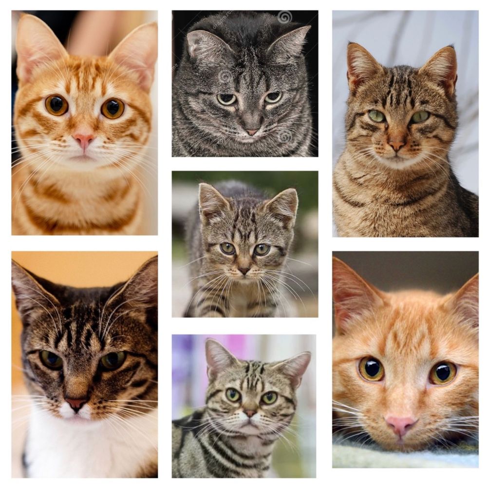 Color photo collage of seven pictures, each one showing a different shorthaired tabby cat with a distinct M shape created in the dark lines in the fur in the middle of its forehead. Two of them are ginger, the rest of them are brown or silver. None of them are Maine Coons.