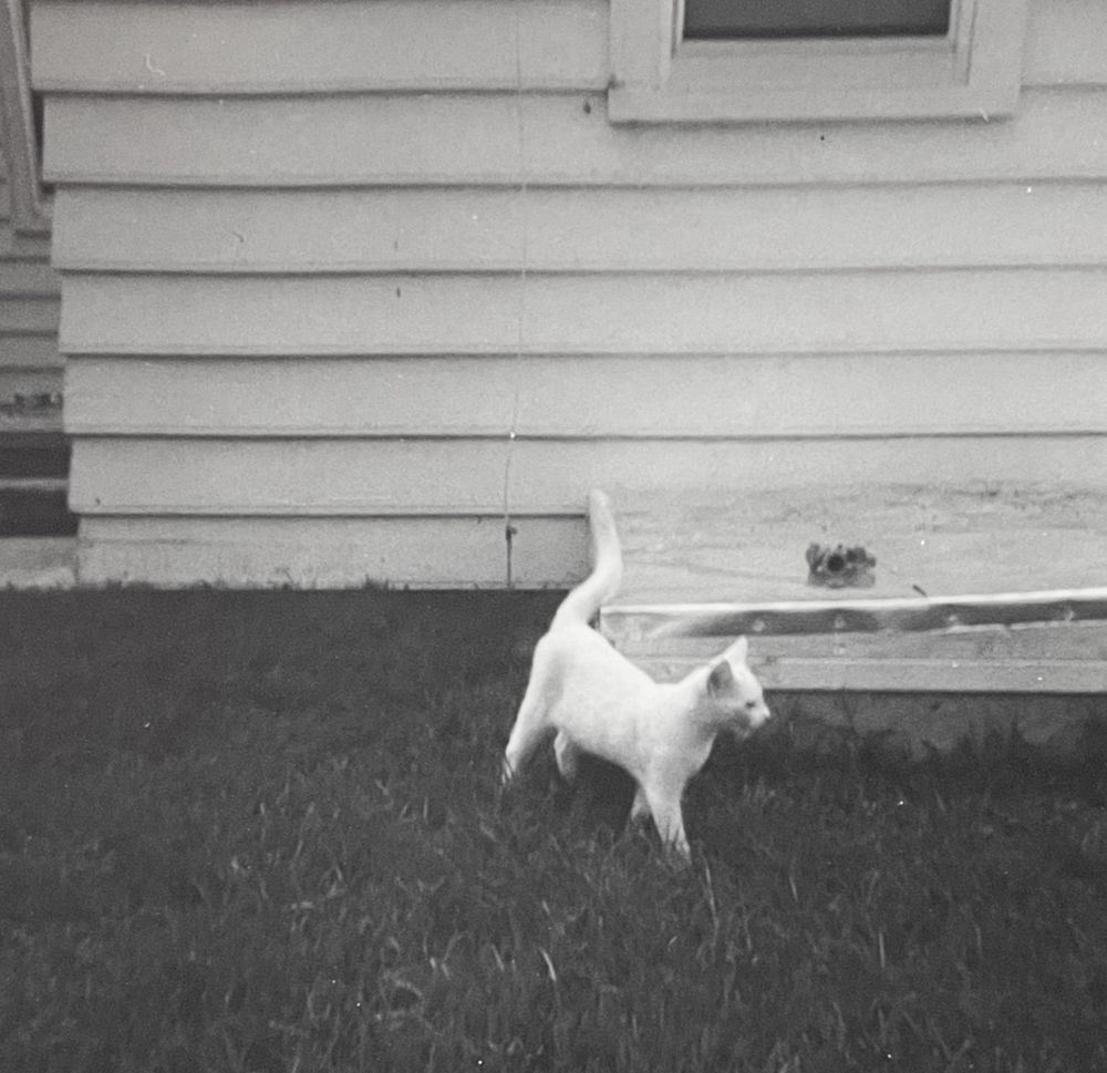 Black and white photo of a shorthaired pretty little white cat standing on a lawn in front of a white clapboard building. It’s looks like it might be meowing as the mouth seems open. Its tail is up and it has a happy, relaxed air about it.