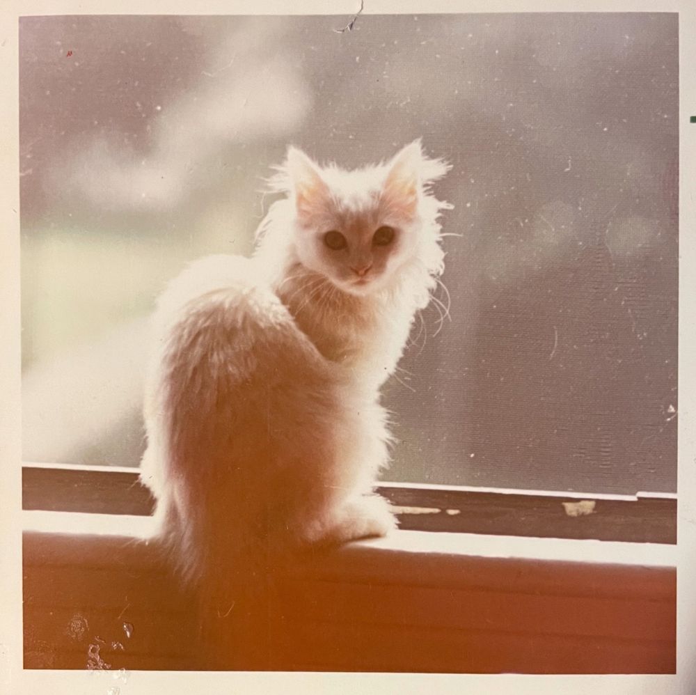 A color photo of a delicate and fluffy white medium-haired cat sitting on a window ledge. They are looking at the camera. What makes this photo extra special is that the cat is backlight by the sun coming through the window, the light illuminating their fluffy hair making them appear so luminous and angelic.