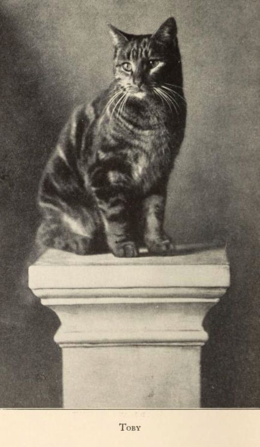 Grainy black and white photo of a handsome shorthaired tabby cat sitting up on top of a pillar for a portrait in an indoor studio setting. Text at the bottom of the page identifies the cat as Toby.