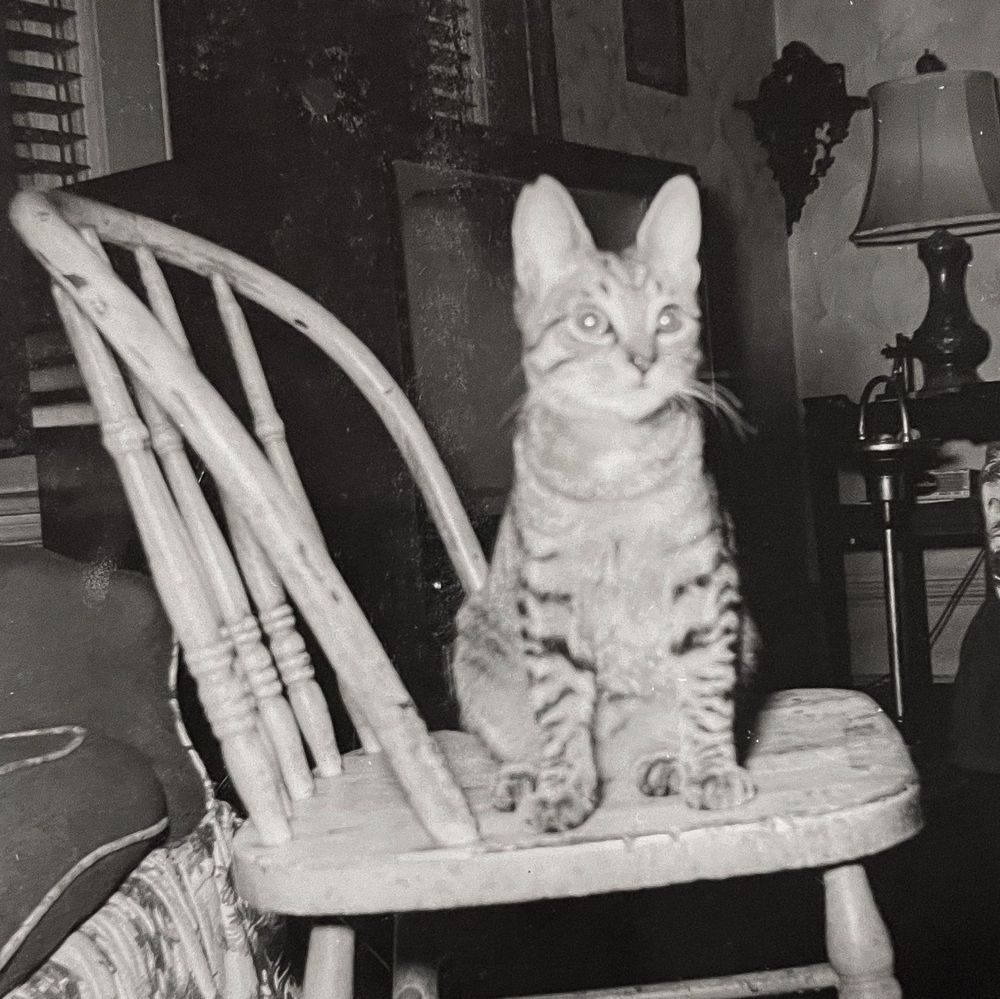 Black and white photo of a little shorthaired tabby cat sitting up on a wooden kitchen chair. It very cute but maybe a little dazed by the flash.
