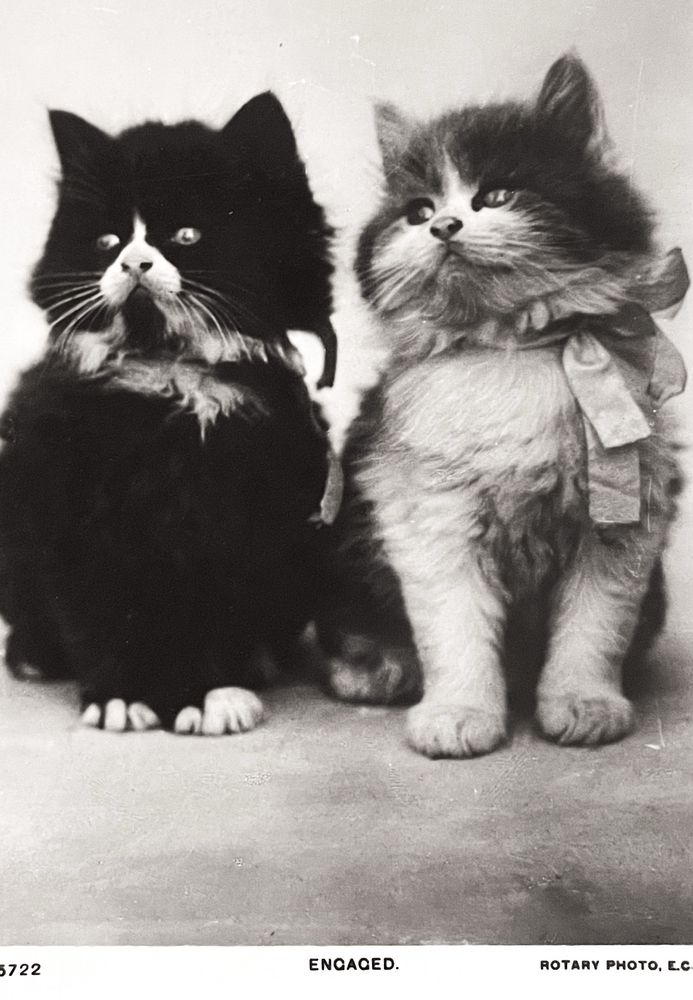 Black-and-white photo of two kittens sitting side-by-side. One is a medium haired black tuxedo. The other is medium haired white with darker patches and wearing a ribbon bow around its neck. Text at the bottom of the photo says “engaged“.