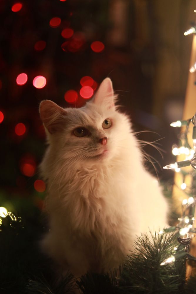 Photo of my fluffy white cat Francie looking luminous in white Christmas light glow with red Christmas lights behind her.