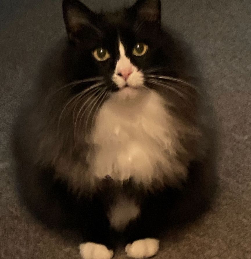 Photo of a very fluffy longhaired black tuxedo cat. Two shiny yellow-green eyes look imploringly out of his large mass of black and white puff while two little white feet peek out of the bottom.