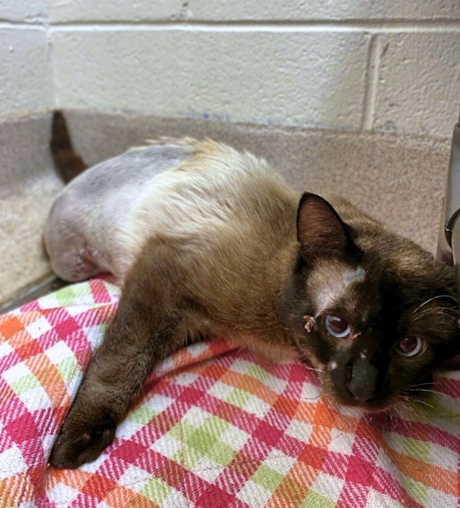 Photo of a traditional Siamese cat with most of his abdomen shaved, very low and clinging to a colorful plaid blanket. He looks fearfully up at the camera.