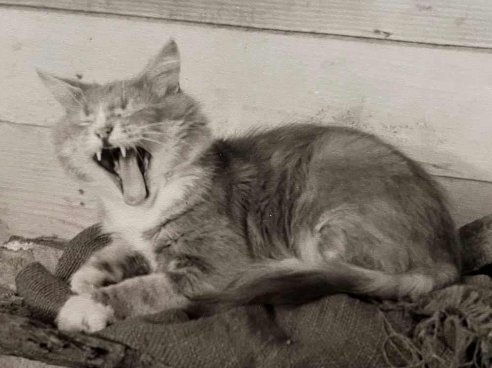 Black and white photo of a medium haired tuxedo tabby caught mid yawn. It is sitting up in loaf position on a folded canvas sack in front of a wooden wall.