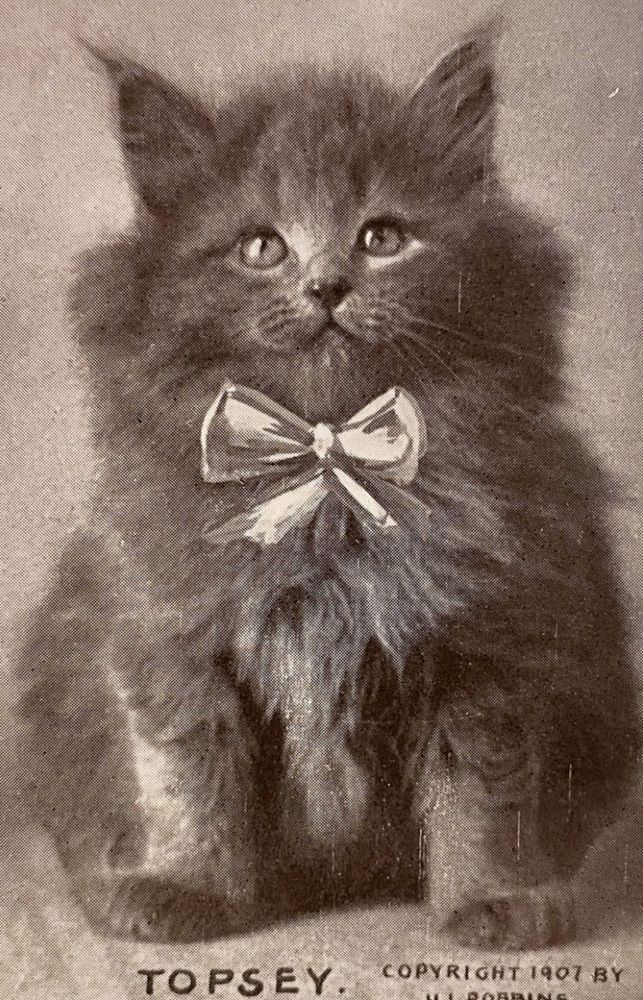 Black and white photo of a very fluffy longhaired grey kitten, sitting up looking so perfectly chonky and friendly. The name Topsey is written beneath the photo, and “Copyright 1907 by H.I. Robbins”. A bow has been painted onto the image to make appear as if Topsey is wearing a ribbon that ties in front.