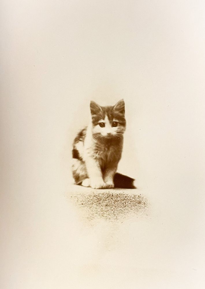 Sepia toned photo of a shorthaired, white and tabby kitten sitting up. The rest of the composition is very heavily vignetted in white so it just appears that the kitten is floating in white space with just a little bit of shadow.