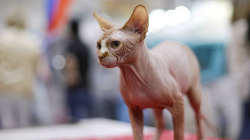 This popular cat breed has a much shorter lifespan than others, new research shows | CNN