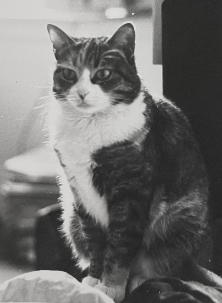 Black and white portrait photo of a lovely shorthaired tuxedo tabby sitting up.