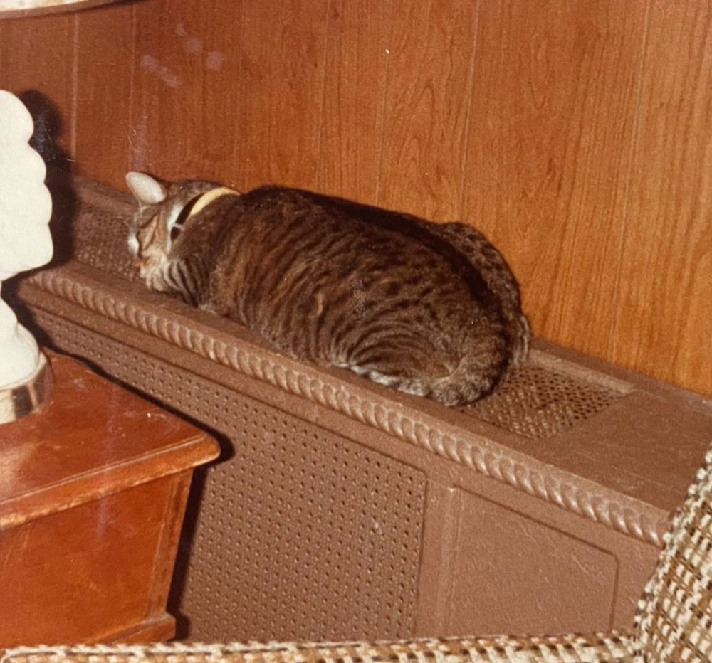 A plump brown tabby cat is lying on top of a brown radiator cover, in the form of a soft and pleasant loaf. The photo is warm with wood paneled walls and many other brown interior decorating tones of the 1970s.