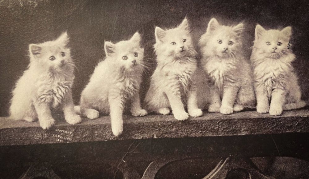 Black and white photo of five fluffy white kittens sitting up in a row on a decorative garden wall - but I think it is a studio prop, not actually outside. The kittens almost look like they’re glowing!