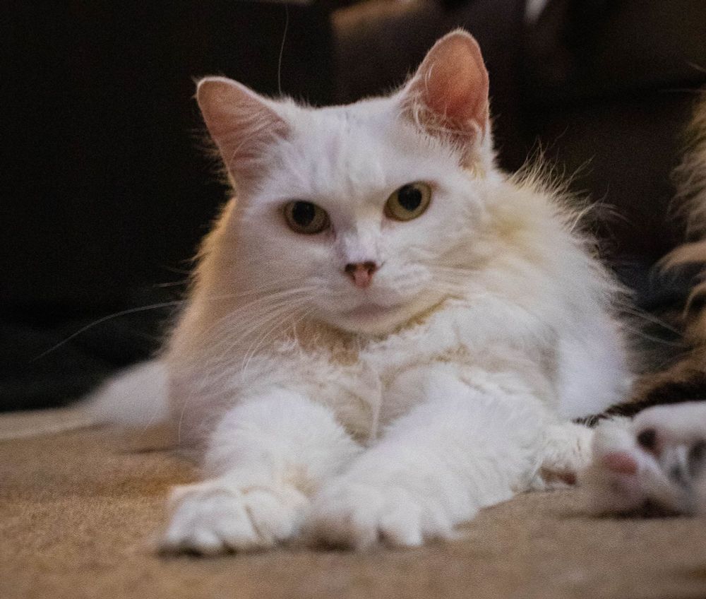 Photo of my fluffy white cat Francie lying upright on a light brown carpet, her forelegs are sticking straight out in front of her like Superman when he's flying.