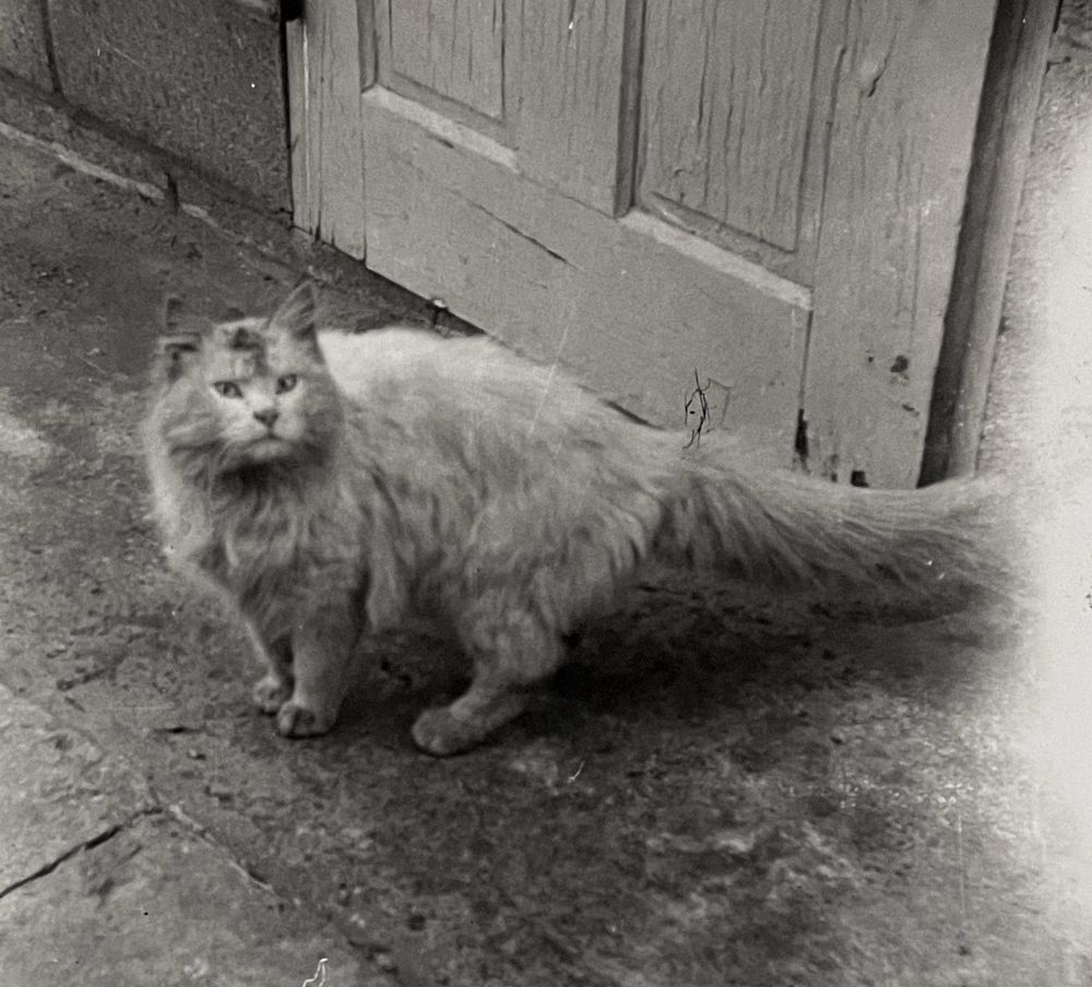 Black and white photo of a very dirty longhaired white cat standing outside an old wooden door.
