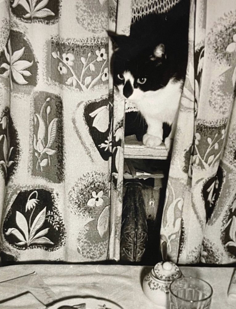 Black and white photo that is a riot of constraint. Some food and drink is set up on a table with a white table cloth. Above it is a window through which a shorthaired black and white cat is emerging between very boldly printed floral curtains. The cat is so cute, a black tuxedo except is has a perfect black diamond on its nose. The bold pattern of the cat combined with the almost overwhelming pattern of the curtains makes the image a bit much at first until you see what’s going on. Black and white photo that is a riot of constraint. Some food and drink is set up on a table with a white table cloth. Above it is a window through which a shorthaired black and white cat is emerging between very boldly printed floral curtains. The cat is so cute, a black tuxedo except is has a perfect black diamond on its nose. The bold pattern of the cat combined with the almost overwhelming pattern of the curtains makes the image a bit much at first until you see what’s going on.