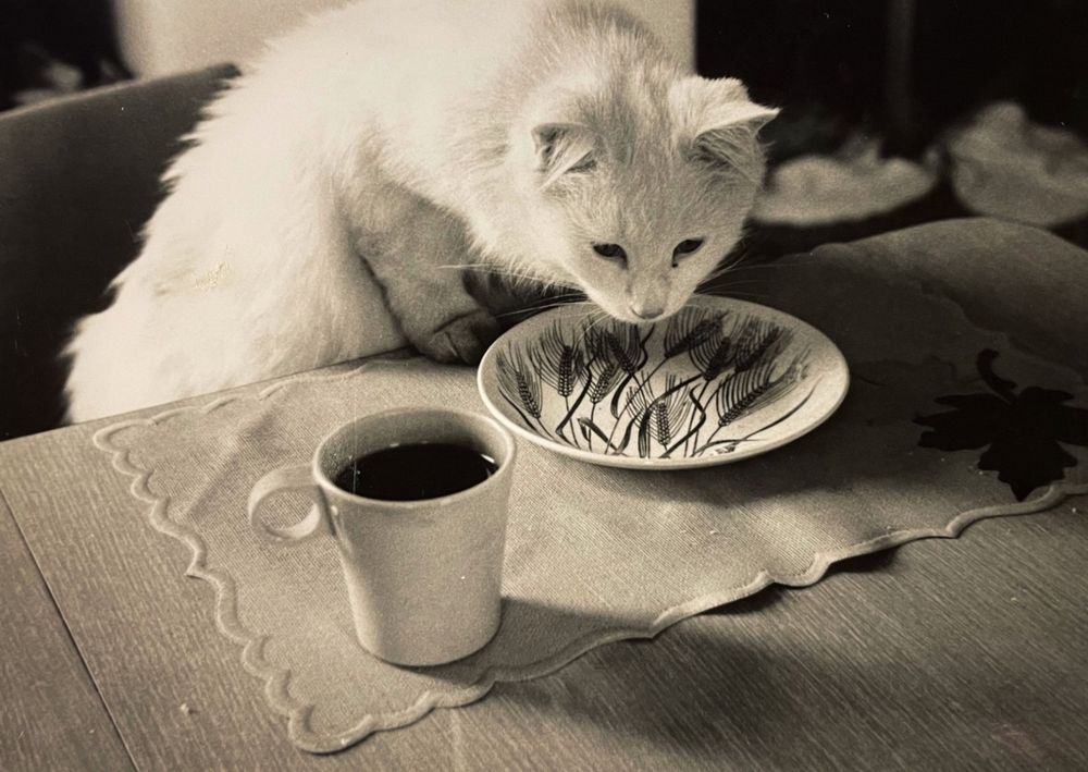 Black and white photo of a beautiful medium haired white cat standing on a chair with its forepaws up on a table, investigating a place setting. A full cup of coffee sits nearby but sadly the plate is empty.
