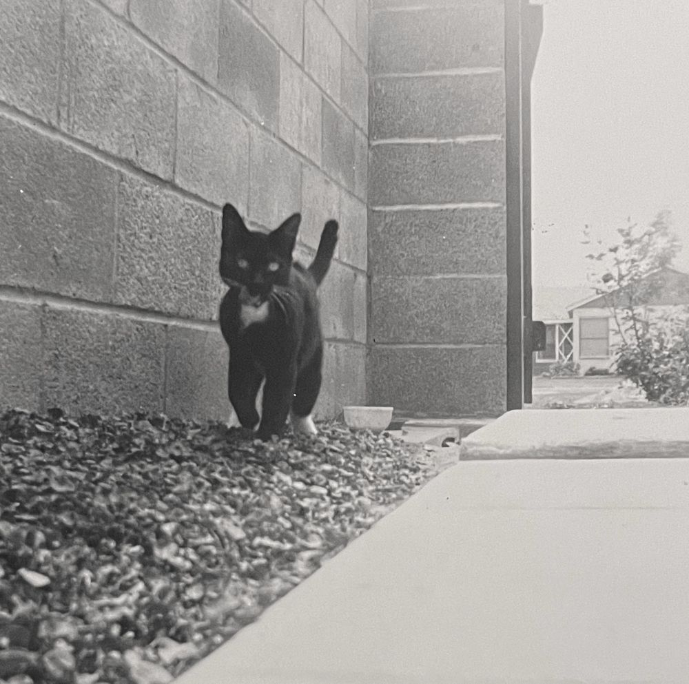 Black and white photo of a short haired, black tuxedo cat walking beside a sidewalk toward the viewer with its tail up in a friendly posture.