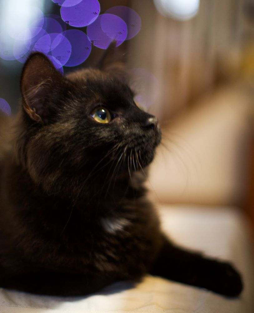Photo of a medium haired black kitten sitting on a white covered chair, looking upward in an angelic posture.
