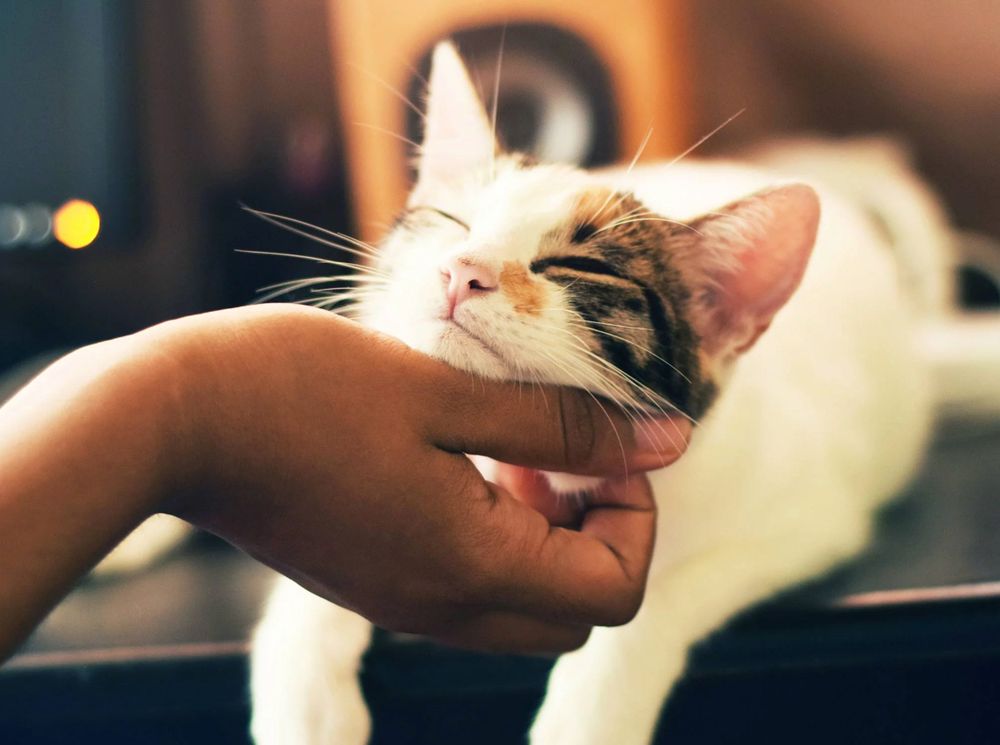 Photo of a dark skinned person's hand scritching the chin of a shorthaired white and tabby kitten.