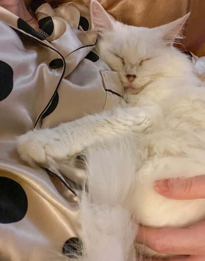 Photo of my fluffy white cat Francie snuggled up beside me with one four leg draped across my abdomen. I’m wearing champagne pink satin pajamas with large black polkadots on them.
