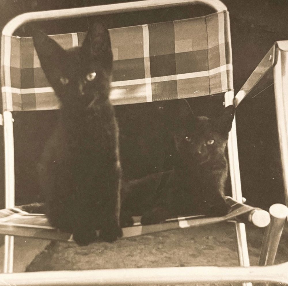 Black and white photo of two shorthaired black kittens sitting on a plaid folding lawn chair, both looking confidently at the camera.