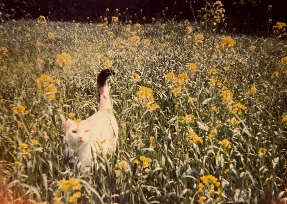 Color photo of a white cat with dark tail approaching the viewer through a field of yellow wildflowers. It looks very sweet coming with its face up and tail up in a friendly salute!