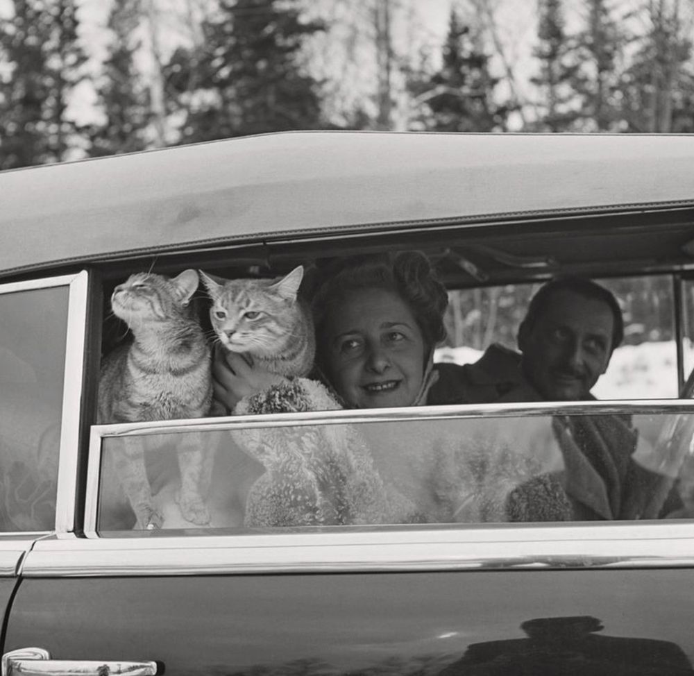 Black and white photo of a white couple in the front seats of a car looking out from the passenger side window. Behind the female passenger two shorthaired cats peer and sniff curiously out of the open window.