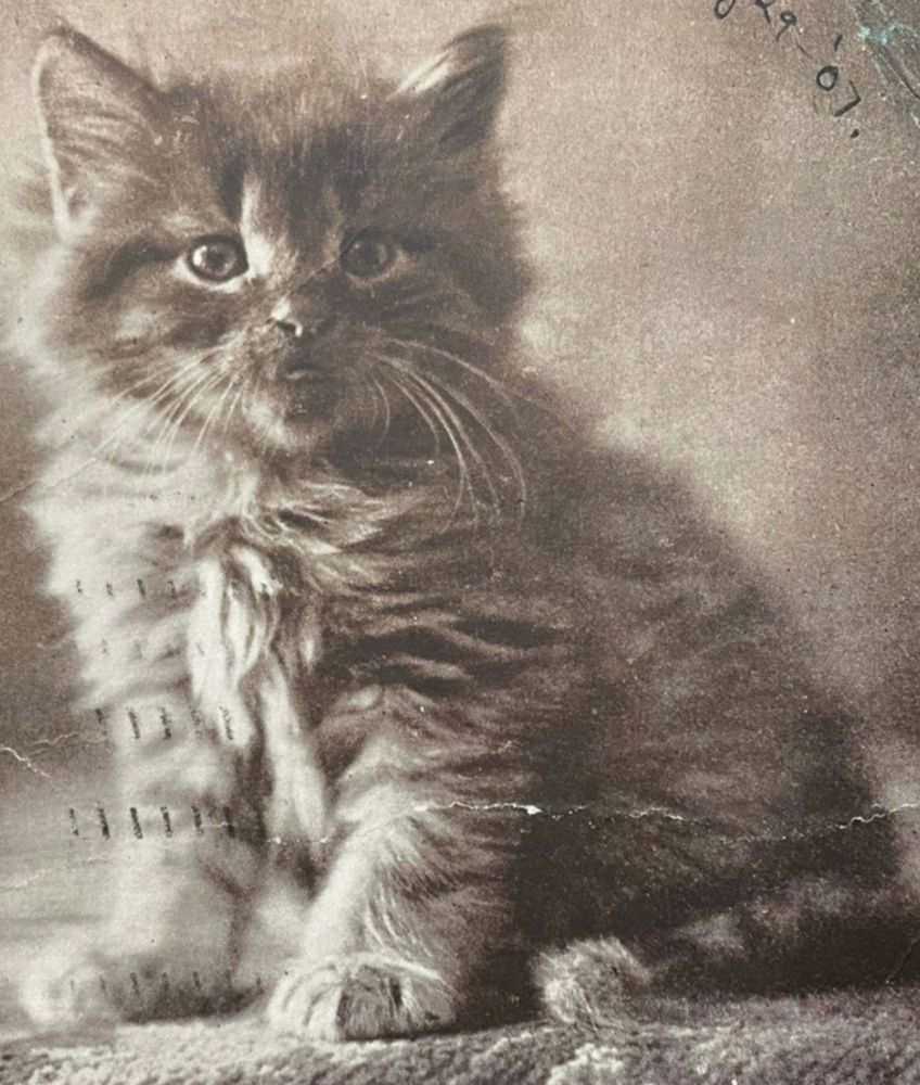 Black and white photo of a fluffy long haired tabby kitten - I think it is orange but could be grey. He is sitting 3/4 profiled to the left but looking straight at the camera with a teeny little blep poking out.