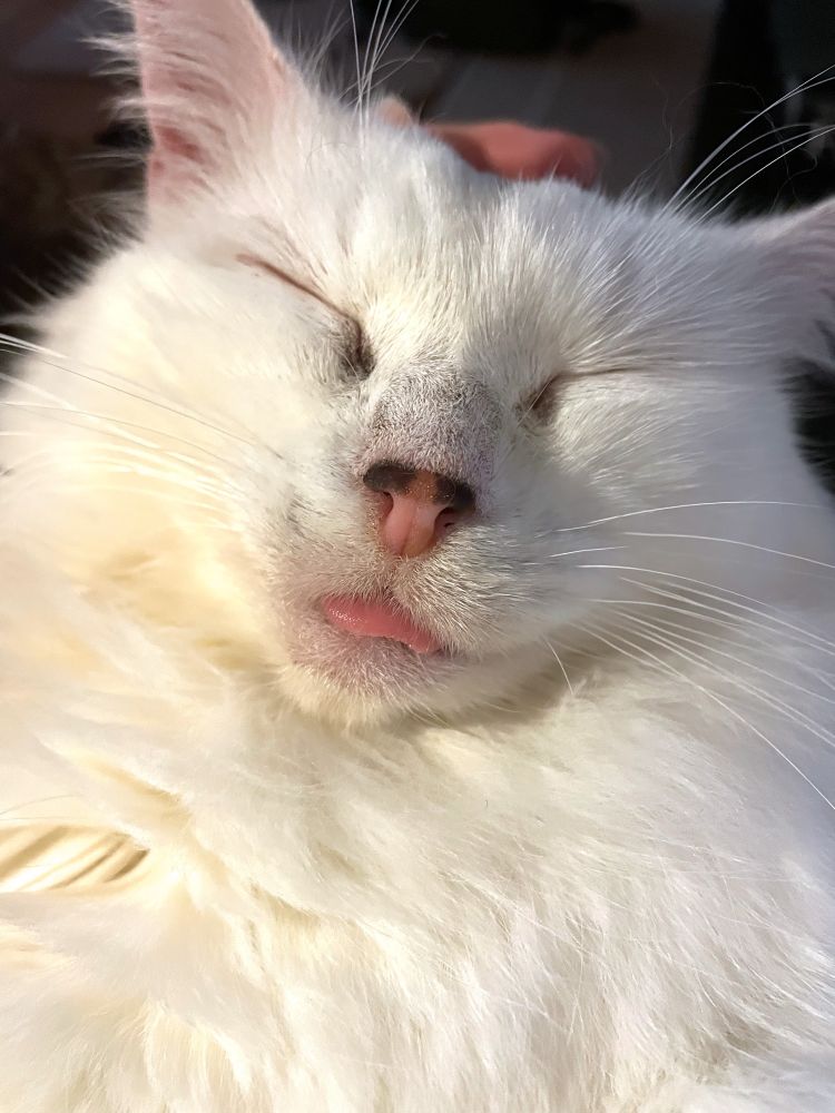Photo of my fluffy white cat Francie found asleep in my lap with a hint of her little pink tongue sticking out.