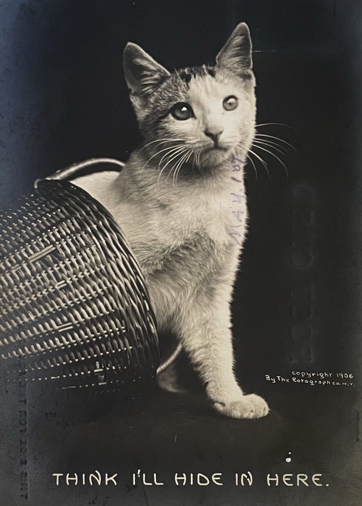 Black and white studio photo White and tabby young cat standing halfway inside a woven basket. It is on a dark table with a dark backdrop. Text at the bottom reads “think I’ll hide in here“.