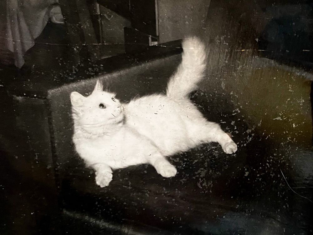 Black and white photo of a white cat, lying on a dark couch in a dark room. The high contrast makes the cat almost appear to glow while the couch and room almost disappear into darkness. The whole thing has a grainy look like a weird art film.