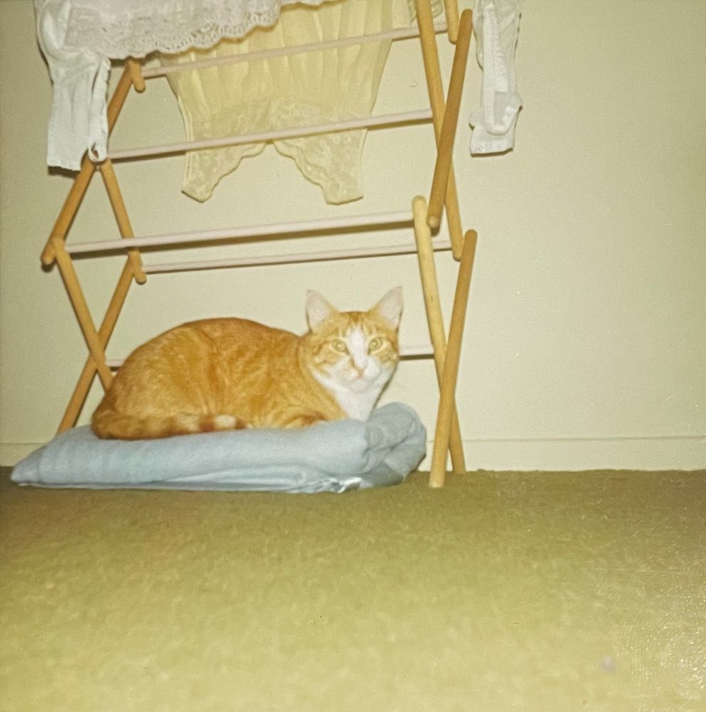 Color, photo, slightly yellow, with age of a shorthaired, ginger and white cat lying in loaf position on a folded up blanket beneath a drying rack that contains some white lace slips. It’s possible the blanket was there to catch drips from the wet laundry.
