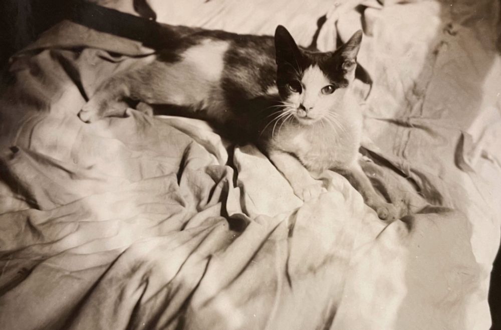 Black and white photo of a shorthaired white and black cat lying on a disheveled bed, looking very sweetly up at the camera.