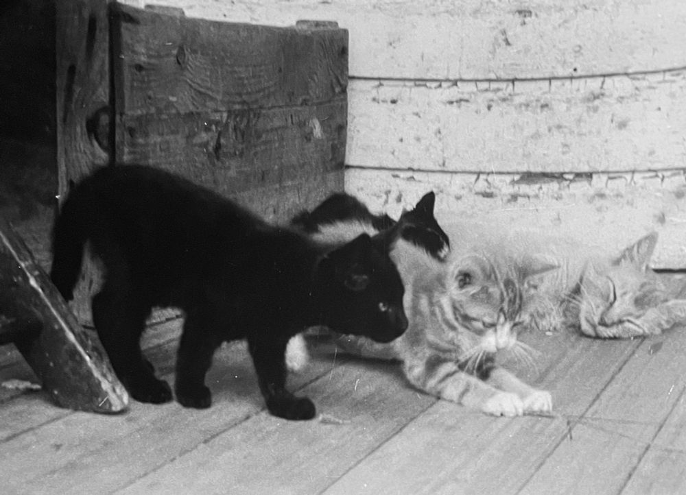 Cats of Yore: 
