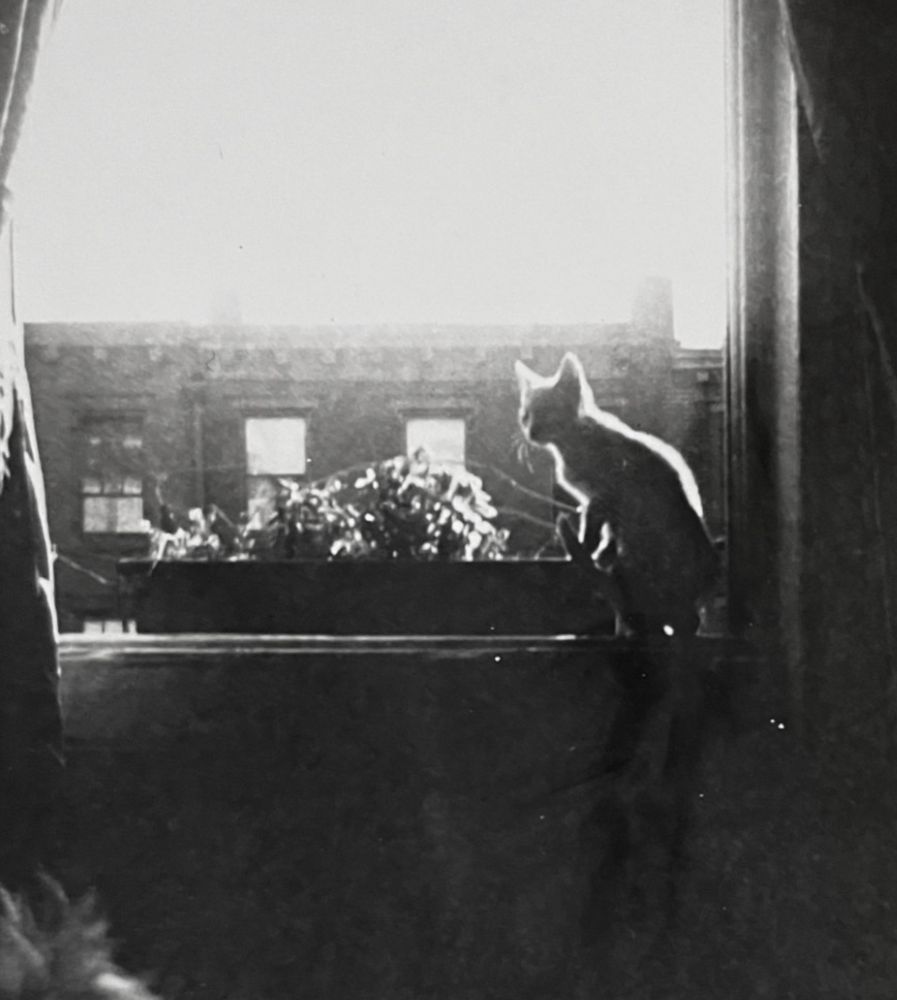 Grainy, high contrast photo of a shot kitten sitting on a window sill, inside and backlit beautifully by the sun. On the floor in the lower left a fluffy light colored little terrier sort of dog looks up at the kitten.