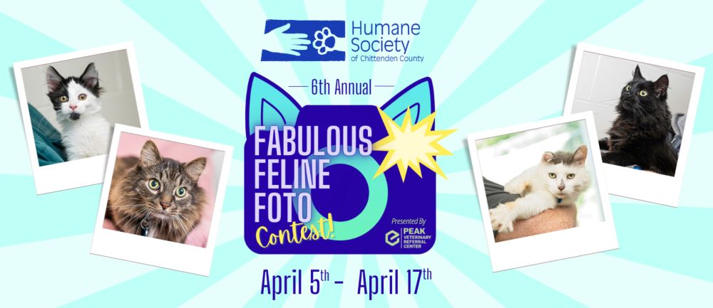 Check out 6th Annual Fabulous Feline Foto Contest benefiting Humane Society of Chittenden County.