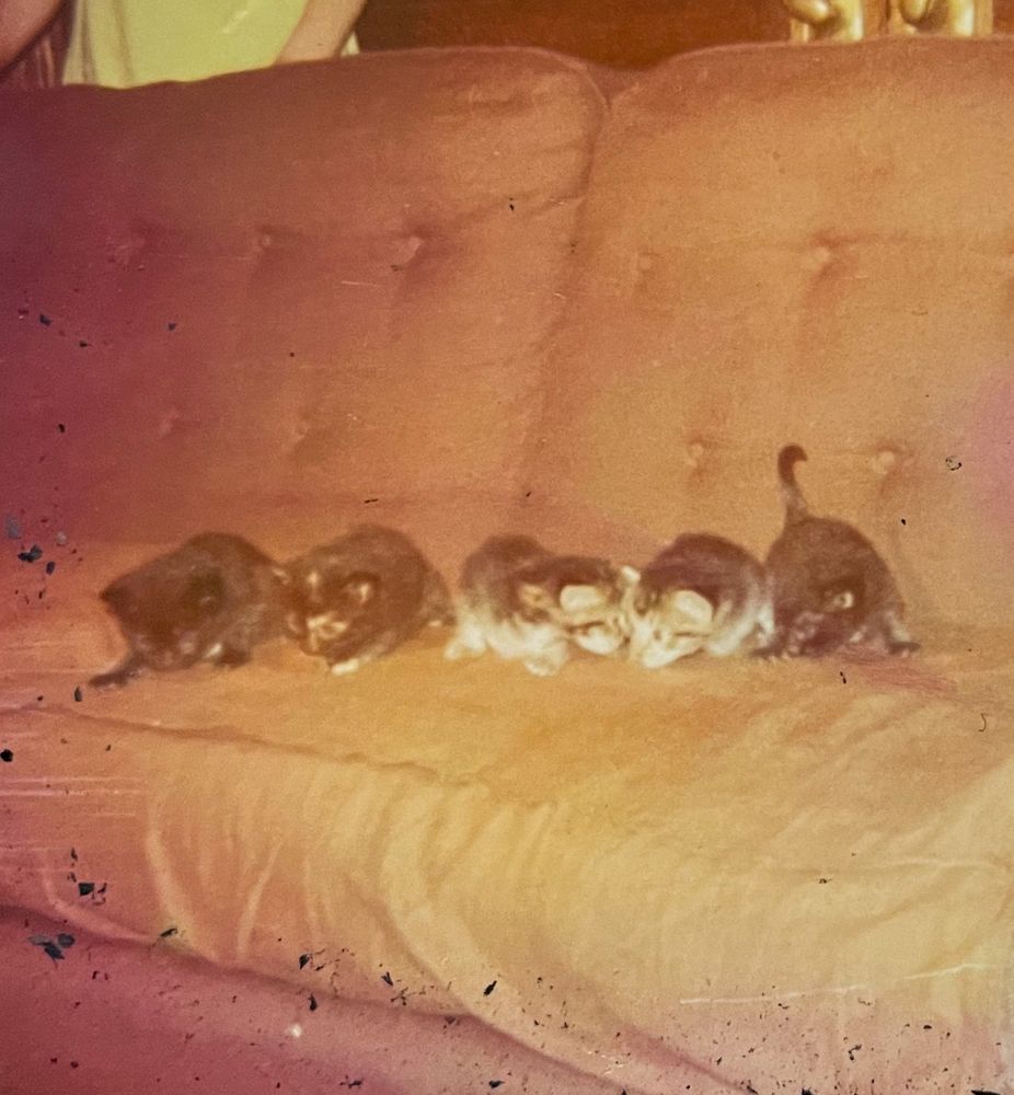 Color photo that is fairly orange because it is discolored with age. It depicts five very young kittens lined up on a brown couch. A woman in a yellow dress that seems to be a 1960s style stands behind the couch.