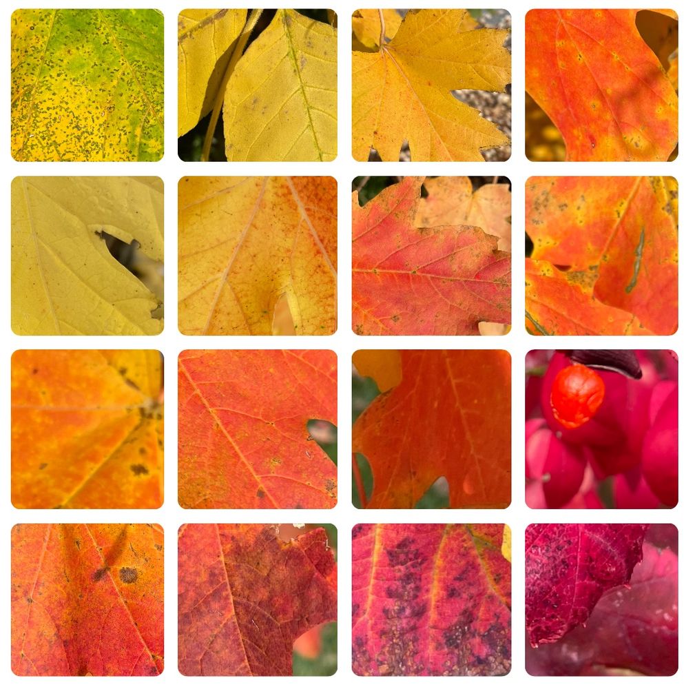 A grid of 16 squares outlined in white. In each square these is a close up photo of an autumn leaf, arranged by color so that the top left is yellow green and proceeds through a gradient from yellow to orange to dark red in the lower right corner.