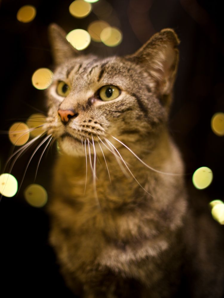 Photo of a handsome shorthaired tabby cat in a dark set with blurry golden lights in the background.