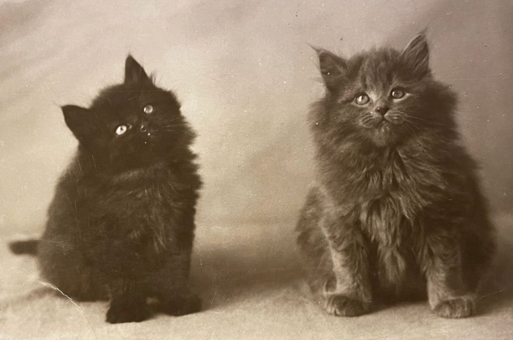 Black and white studio photo of two stout longhaired kittens sitting side by side, looking chonkily relaxed and empty headed. The one on the left is black, on the right is grey.