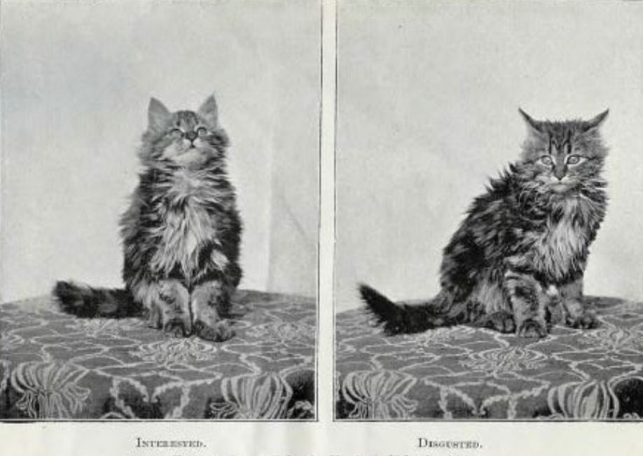 Interested and Disgusted. 1898. 