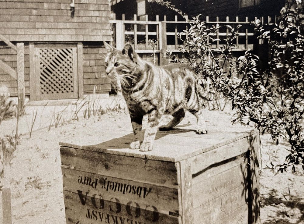 Black and white photo of a gorgeous shorthaired cat with the classic tabby coat - beautiful swirls. They are standing up looking very alert on a wooden crate outside. It’s upside down but the crate has “Breakfast cocoa, absolutely pure” stencil painted onto it.