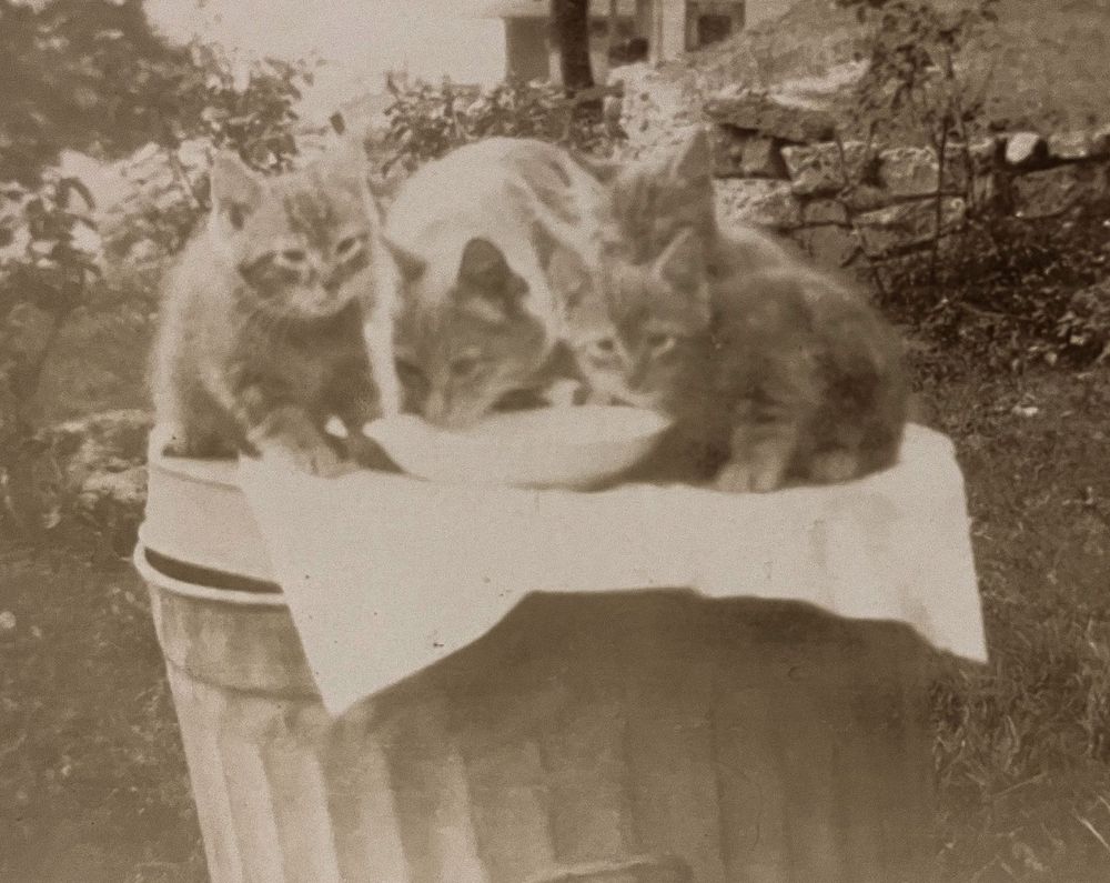 Black and white photo of a cat and what are presumably her three kittens. They are all right on top of an old fashioned metal trash can outdoors which has been covered with a white cloth. There is a bowl of something in the middle and they are all eating from it. They seem ginger to me!
