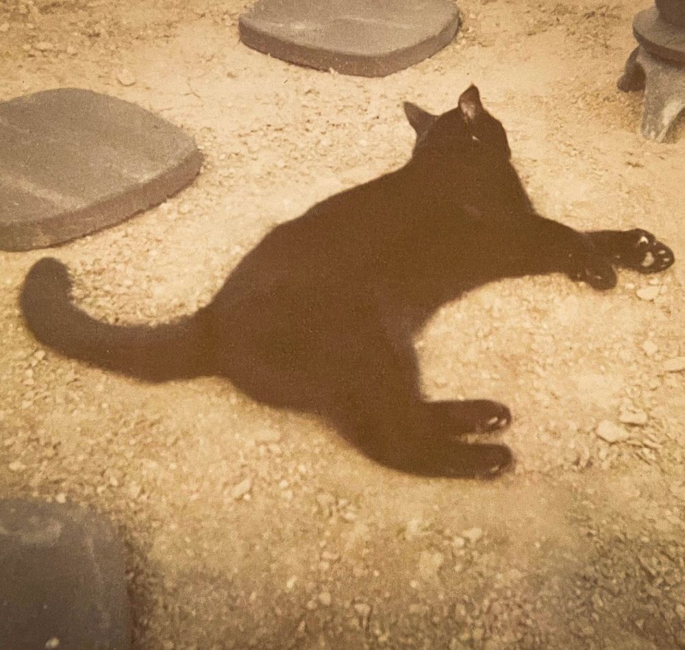 Faded color photo of a shorthaired black cat flomped in a dirt yard. You can see its ears are pointed back at the camera, and its forepaws have little polydactyl thumbs!