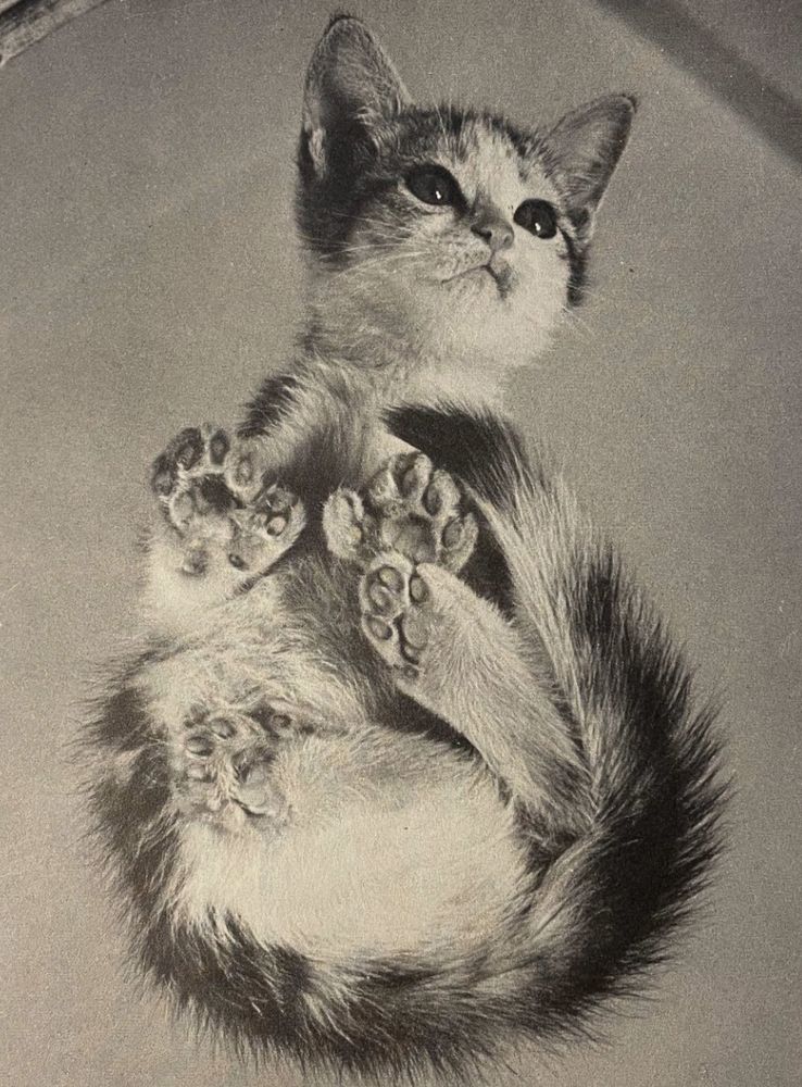 Black and white photo of a white and tabby kitten crouching on a glass table, seen from below so that you can see all of its polydactyl toe beans pressed against the clear glass.
