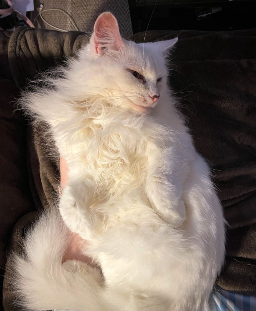 Photo looking down at my fluffy white cat Francie as she lounges on her back in my lap. Her head is turned to the side and she looks sleepy.