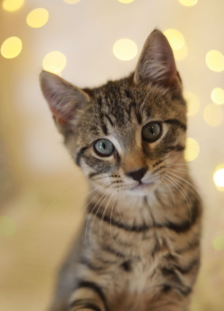 Photo of a small brown tabby kitten, looking soulfully at the camera. Blurry white Christmas lights decorate a white bacjgrond.